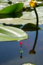 Float for fishing on the Dnieper River among the leaves of water lilies Royalty Free Stock Photo