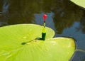 Float for fishing in the lake among the leaves of water lilies. Evening fishing on the river Royalty Free Stock Photo