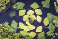 Floating annual aquatic plant water caltrop trapa natans also known as water chestnut,water chestnut, buffalo nut, bat nut, devil Royalty Free Stock Photo