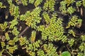 Floating aquatic fern Salvinia natans