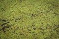 Floating aquatic fern Salvinia natans