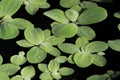 Floating aquatic plant Pistia stratiotes with pearly waterdrops. Royalty Free Stock Photo