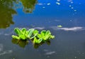 Floating aquatic plants Pistia stratiotes among duckweed and Wolffia in a stagnant pond