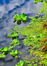 Floating aquatic plants Pistia stratiotes among duckweed and Wolffia in a stagnant pond