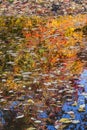 Floating Autumn Leaves