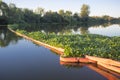 Floating barrier for control of invasive plant water hyacinth Royalty Free Stock Photo