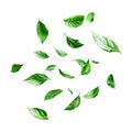 Floating Basil Leaves Fresh Herb Background On Transparent Background Royalty Free Stock Photo
