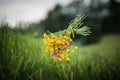 Floating beautiful bouquet of a summer meadow.