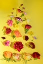 Floating beautiful colorful spring flower close up Royalty Free Stock Photo