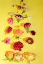 Floating beautiful colorful spring flower close up Royalty Free Stock Photo