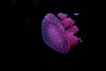 Floating bell, Australian spotted jellyfish, white-spotted jellyfishPhyllorhiza punctata.