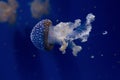 Floating bell, Australian spotted jellyfish, white-spotted jellyfishPhyllorhiza punctata.