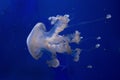 Floating bell, Australian spotted jellyfish, white-spotted jellyfishPhyllorhiza punctata.