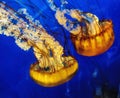 Floating Black Sea Nettle Jellyfish