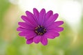 The `floating` blossom of a lila flower, Osteospermum Royalty Free Stock Photo