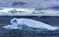 Floating Blue Green Iceberg Glaciers Mountains Water Antarctica