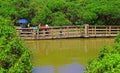 Floating boardwalk at wetland park in hong kong