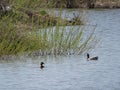 Floating in the bushes on the lake ducks.