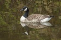 Floating Canada Goose and reflection Royalty Free Stock Photo