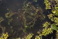 Floating carnivorous plant common bladderwort - Utricularia vulgaris