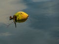 Floating Coconut