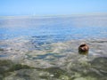 Floating coconut in tropical sea Royalty Free Stock Photo