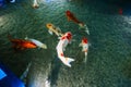 Floating colorful koi carp in the calm water of the aquarium.