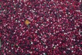 Floating cranberries in the field