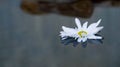 Floating Daisy Royalty Free Stock Photo