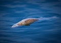 Floating dead fish fill the waters around Venice, FL after hurricane I Royalty Free Stock Photo