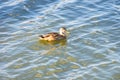 floating down the duck river Royalty Free Stock Photo