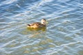 floating down the duck river