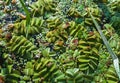 Floating fern, floating moss, water butterfly wings (Salvinia natans