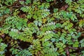 Floating fern, floating moss, water butterfly wings (Salvinia natans