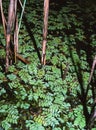 Floating fern, floating moss, water butterfly wings (Salvinia natans