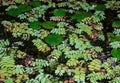 Floating fern, floating moss, water butterfly wings (Salvinia natans