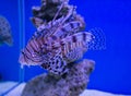 lionfish Pterois mombasae on a blue background Sevastopol aquarium Royalty Free Stock Photo