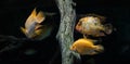 floating flock of yellow fish in aquarium