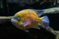 floating flock of yellow fish in aquarium Royalty Free Stock Photo