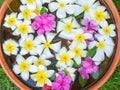 Floating frangipani flowers Royalty Free Stock Photo