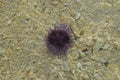 Floating Fresh Purple Sea Urchin washed ashore in clear water