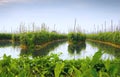 Floating gardens on Inle Lake