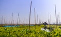 Floating gardens, Inle Lake, Myanmar (Burma)