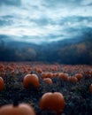 Floating Ghost Above Pumpkin Patch at Twilight with Dramatic Sky Royalty Free Stock Photo