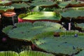 Floating giant amazon waterlily close up view Royalty Free Stock Photo