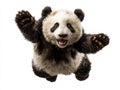 A floating giant panda in mid-motion, black and white fur, open eyes, grey background, no text, dynamic perspective - AI-Generated Royalty Free Stock Photo