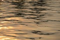 Floating golden color water with sunlight reflection looking beautiful after sunset.