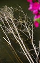 Broken tree in the river with flowers as a blurred foreground Royalty Free Stock Photo