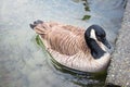 Floating goose Royalty Free Stock Photo