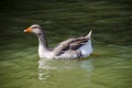 Floating goose Royalty Free Stock Photo